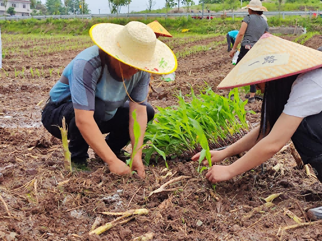 种芯农业开展“新时代·中国梦·劳动美”主题活动
