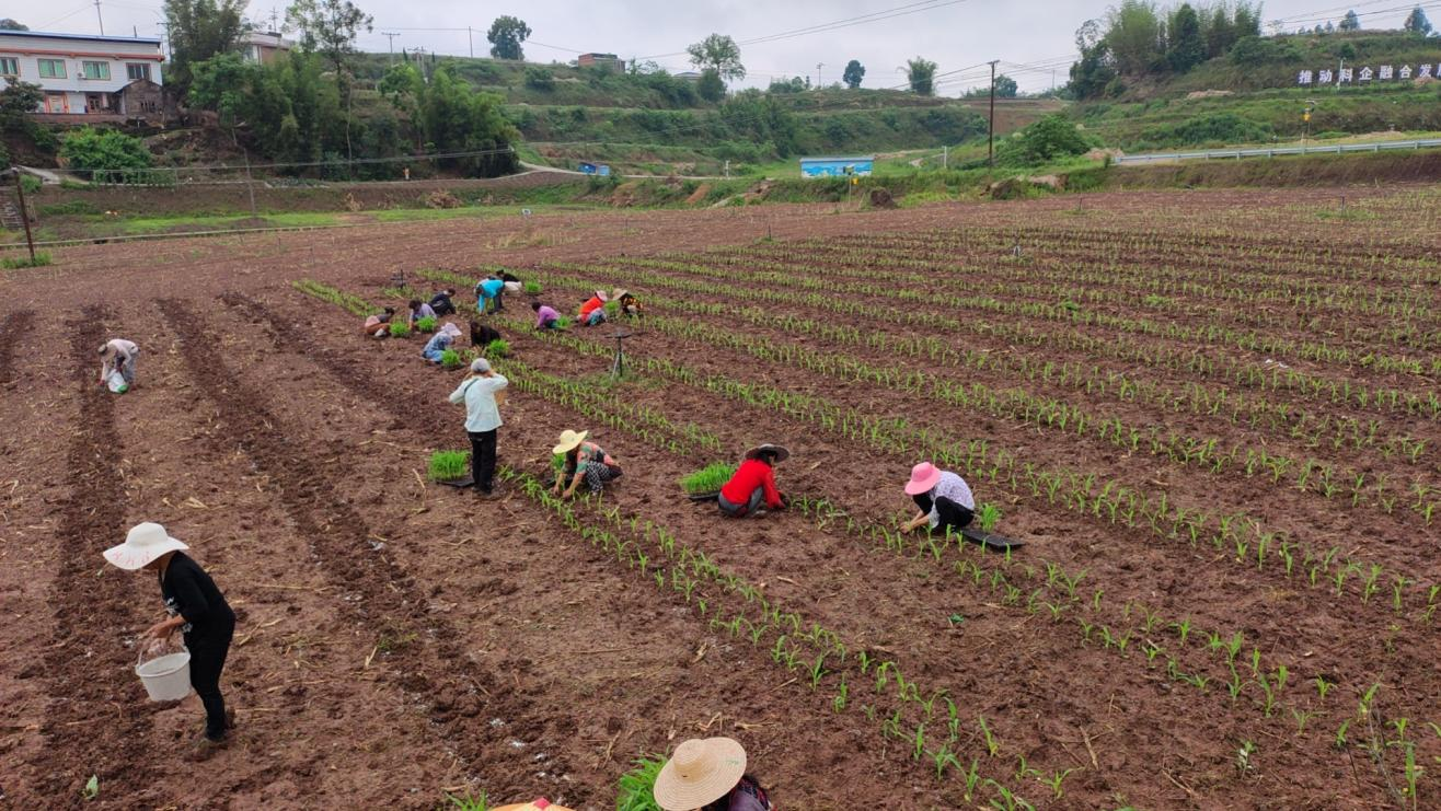 种芯农业完成百亩大豆玉米复合种植玉米移栽1.png