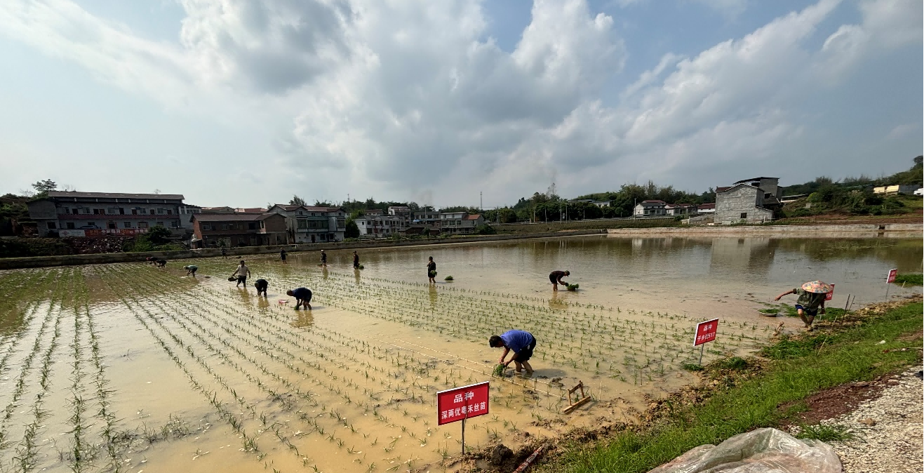 种芯农业完成2024年水稻新品种试验示范移栽工作
